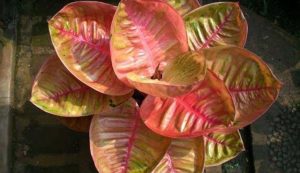 19+ Bunga Aglonema Termahal