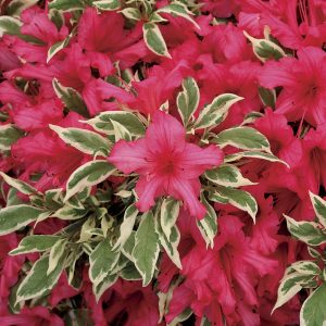 48+ Bunga Keladi Beracun