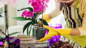 Jenis Tanaman Hias Pembawa Hoki