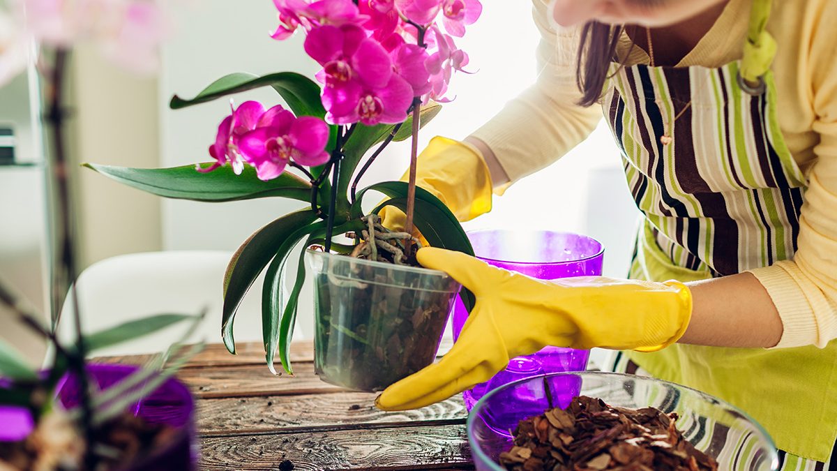 Jenis Tanaman Hias Pembawa Hoki