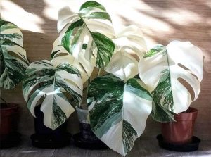 Bunga Janda Bolong Hidup Di Mana Ada Yang Tahu…?