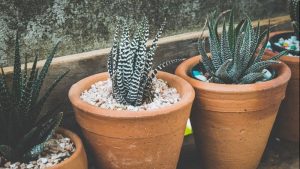 Tanaman Favorit Pembawa Hoki