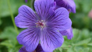 Bunga Geranium Ungu Unik