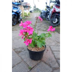 Bunga Geranium Biru Yang Unik