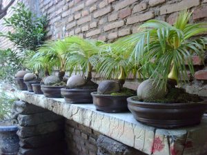 Pohon Bonsai Kelapa Berbuah Anehkan…..