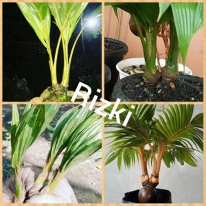 26+ Bonsai Kelapa Berbuah Di Pot