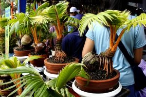 11+ Harga Bonsai Kelapa Juara Kontes Wow……!!!