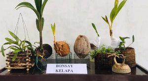 Ingin Lihat Bonsai Kelapa Juara Nasional…?