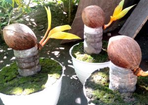 Lihat Bonsai Kelapa Juara