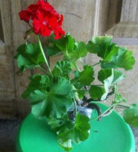 16+ Bunga Geranium Merah Tua