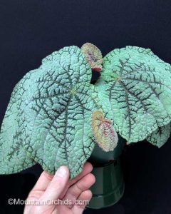 29+ Begonia Unik