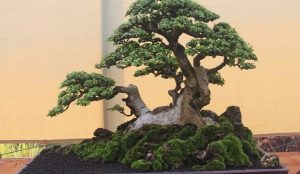26+ Bonsai Kelapa Juara Berbuah