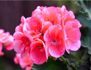 Bunga Geranium Citrosa Unik
