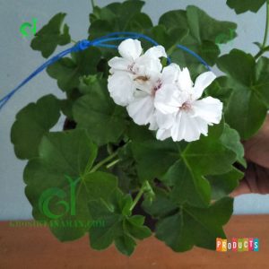 30+ Bunga Geranium Putih Unik