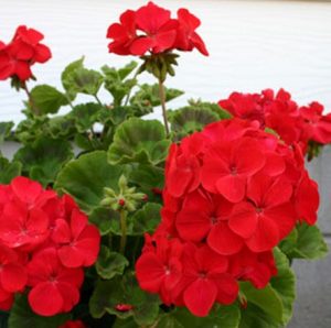 13+ Bunga Geranium Merah Unik