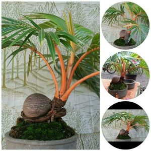 Download Bonsai Kelapa Minion