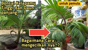 15+ Kelapa Termahal Bonsai Kelapa Juara