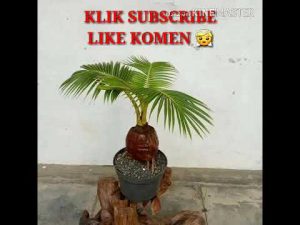 Harga Bonsai Kelapa Juara Wow……
