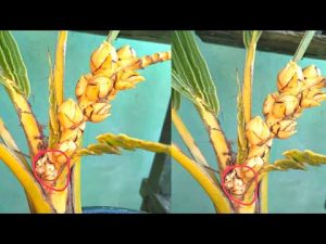 Lihat Bonsai Kelapa Berbuah dan Harga…….?