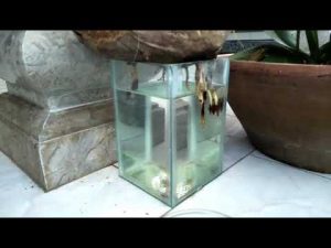 41+ Bonsai Kelapa Media Air