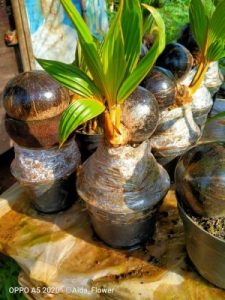 12+ Bonsai Kelapa Gading Unik