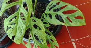 34+ Bunga Janda Bolong Warna dan Harga