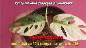 38+ Bunga Janda Bolong Warna dan Harga Termahal