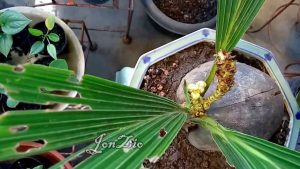 Download Cara Membuat Bonsai Kelapa Berbuah