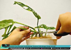 Bunga Janda Bolong Warna Kuning