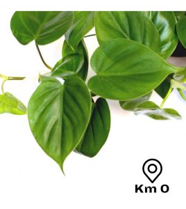 45+ Kumpulan Bunga Philodendron