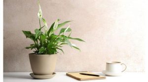 24+ Tanaman Hias Pembawa Hoki