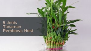 Tanaman Hias Pembawa Hoki Yang Perlu Di Ketahui